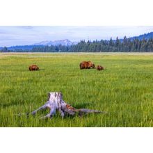 An Early Morning In Alaska With A Mother Bear And Her Cubs Wall Mural