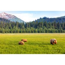 Brown Bears Feeding In A Large Field Wall Mural