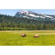Bears Eating In A Field At Lake Clark National Park In Alaska Wall Mural