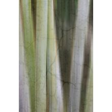 Bamboo Element 2 Wall Mural
