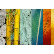 Bamboo Palm Wall Mural