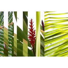 Hawaii Grass 2 Wall Mural