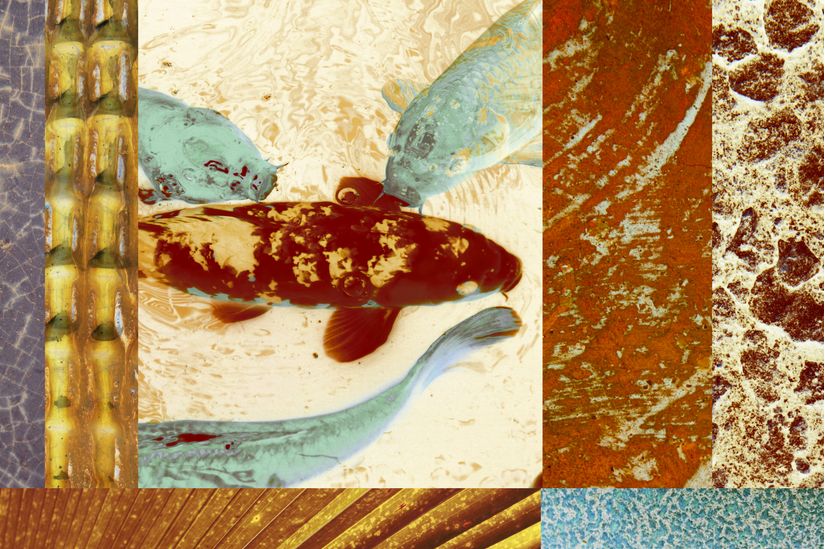 Painted Koi Mural Matthew Lew Murals Your Way