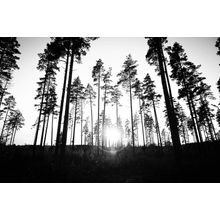 Towering Trees Wall Mural