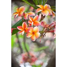 Frangipani Flowers Wall Mural