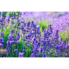 Summer Lavender Wall Mural