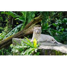 White Bengal Tiger Wall Mural