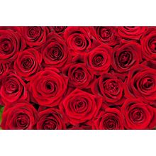 Beautiful Red Roses Wall Mural