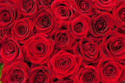 Beautiful-Red-Roses-Wall-Mural