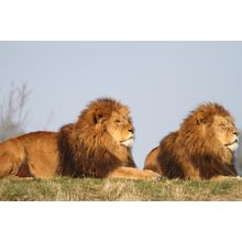 Wild Pair Wall Mural