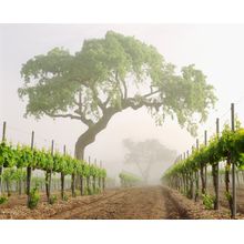 Morning Fog In The Vineyard Wall Mural