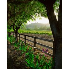 Spring In The Vineyard - Vertical Wall Mural