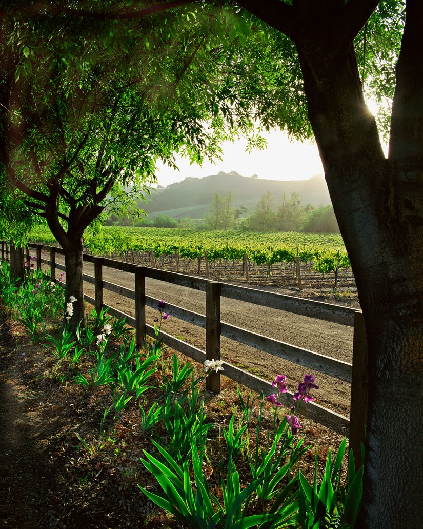 高い素材 Spring In The Vineyard - Vertical Mural - Kirk Irwin ジャケット・アウター