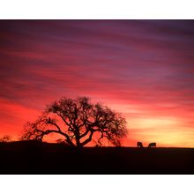 Country Sunrise Wall Mural
