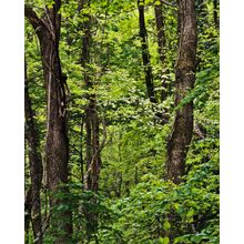 Smoky Mountains Forest Wall Mural
