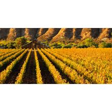 Fiddlestix Vineyard Wall Mural