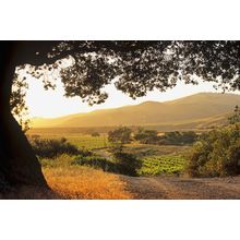 Afternoon In The Santa Maria Valley Wallpaper Mural