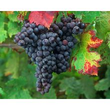 Cabernet Franc Wall Mural