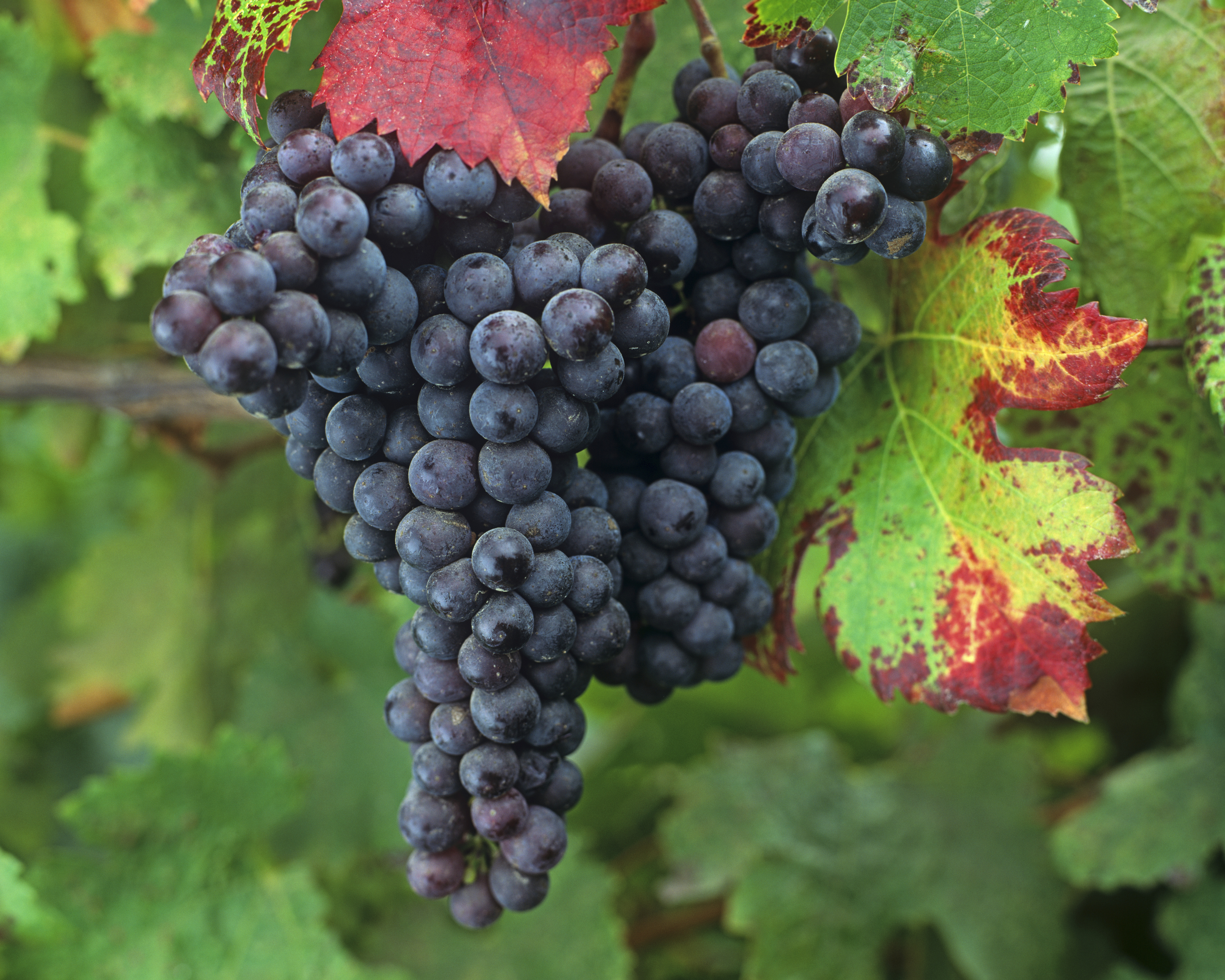 Cabernet Franc Wall Mural