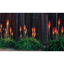 Red Hot Pokers Wall Mural