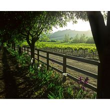 Springtime In The Vineyard Wall Mural