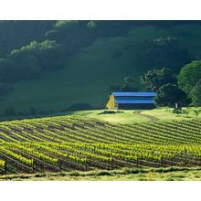 Vineyard And Barn Wall Mural