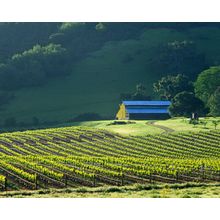 Vineyard And Barn Wall Mural