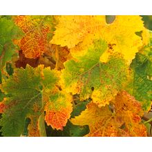 Grape Leaves In Autumn Wall Mural