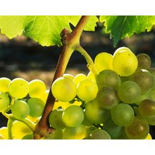 Viognier Wall Mural