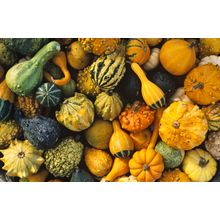 Collage Of Gourds Wall Mural