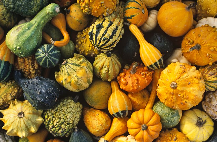 Collage-Of-Gourds-Wall-Mural