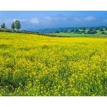 Mustard Grass in the Santa Ynez Valley Wall Mural