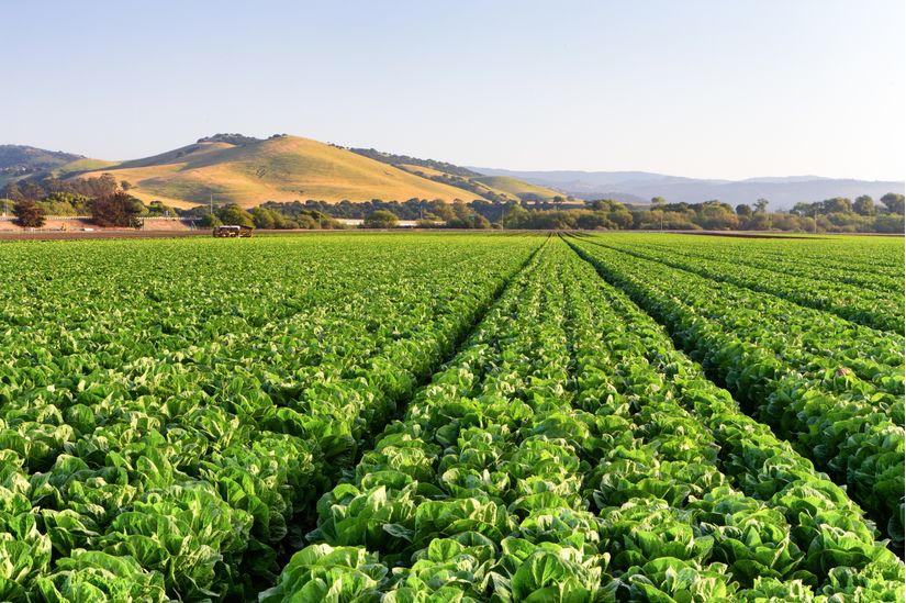 Lettuce Field Wall Mural - Murals Your Way