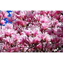 Magnolias In Bloom Wall Mural