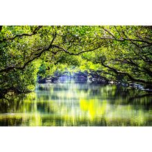 Four Grass Green Tunnel Wall Mural