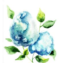 Beautiful Watercolor Hydrangea Blue Flowers Wallpaper Mural