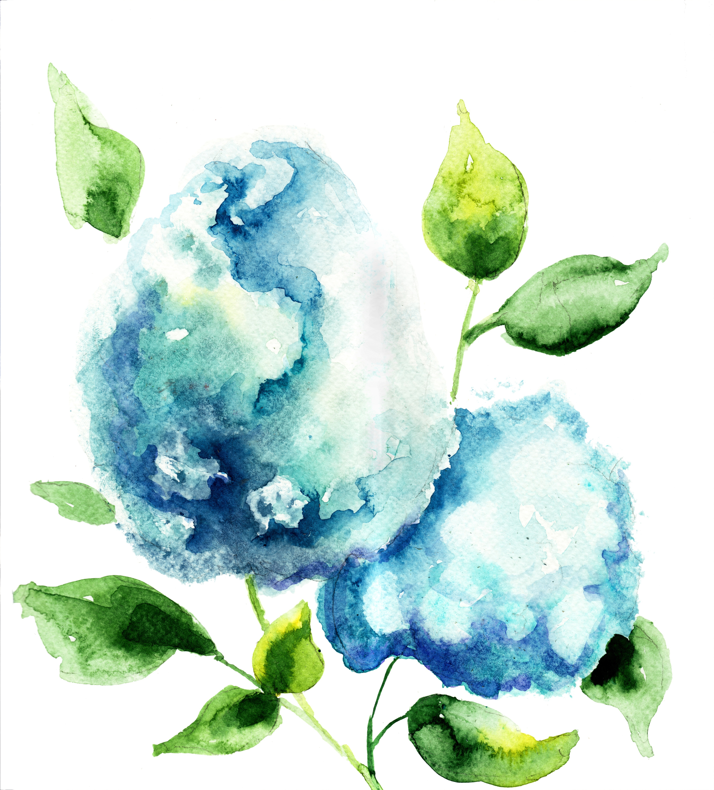 Blue Hydrangea, flower, summer, HD phone wallpaper | Peakpx