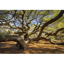 Angel Oak South Carolina Wall Mural