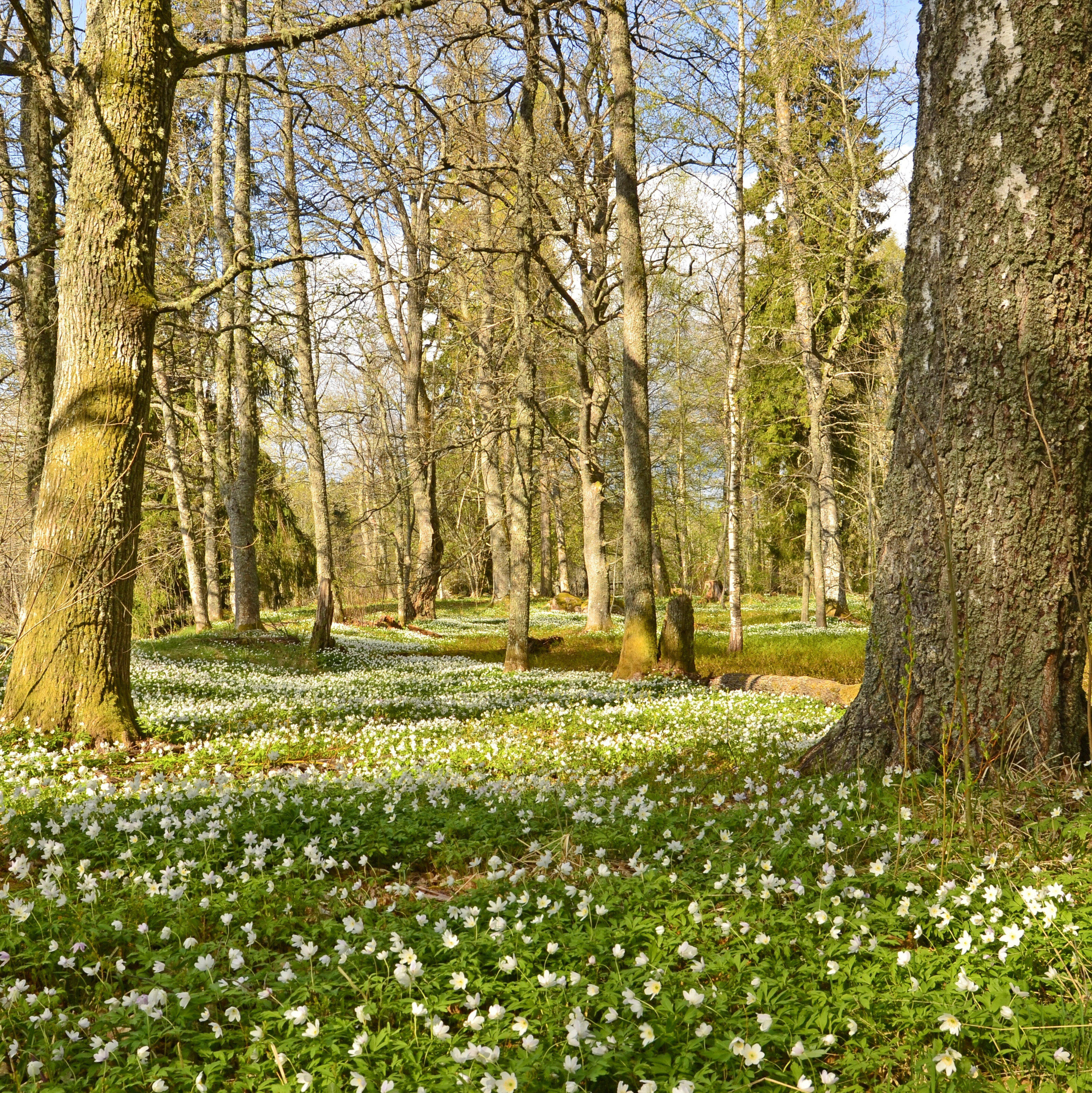 Spring Forest in Sweden Wall Mural - Murals Your Way Spring Forest in Sweden Wall Mural - Murals Your Way