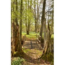 Wooden Bridge In Spring Forest Wall Mural