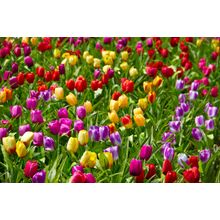 Tulips Field Wall Mural