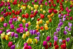 Tulips-Field-Wall-Mural