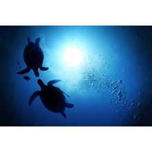 Sea Turtle Depths Wall Mural