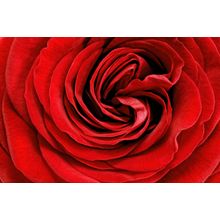 Beautiful Red Rose Close Up Wall Mural