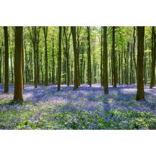 Spring Bluebells In Wepham Woods Wall Mural