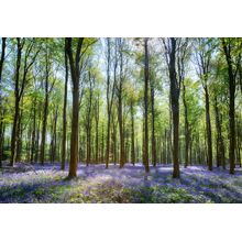 Sunlit Bluebells In Wepham Woods With Blue Sky Wallpaper Mural