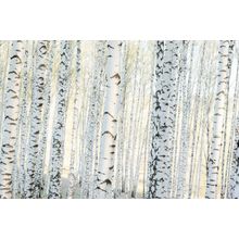 Birch Forest in The Morning Sunlight Wall Mural