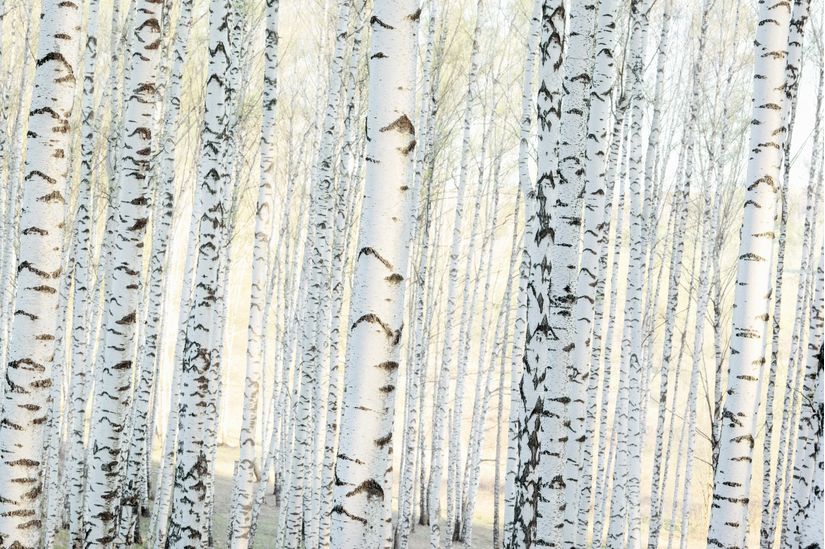Birch-Forest-in-The-Morning-Sunlight-Wallpaper-Mural