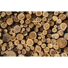 Pile Of Logs Wall Mural