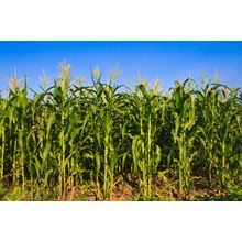Corn Farm Under Blue Sky Wall Mural